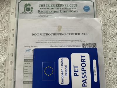 IKC registered Rottweiler, obedience 101, good house trained