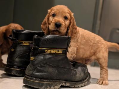 Once off pedigree litter of Golden Cocker Spaniels