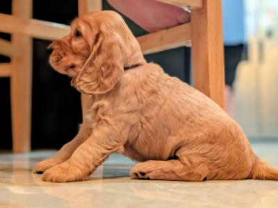 Once off pedigree litter of Golden Cocker Spaniels