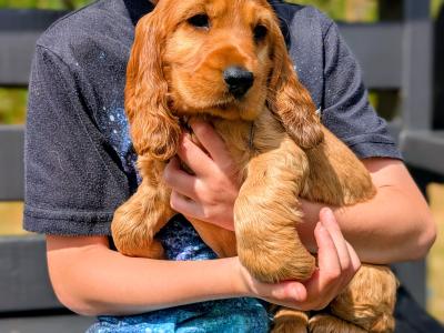 Once off pedigree litter of Golden Cocker Spaniels