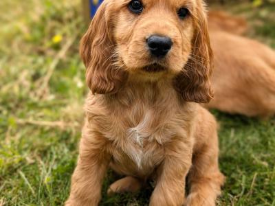 Once off pedigree litter of Golden Cocker Spaniels