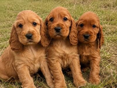 Once off pedigree litter of Golden Cocker Spaniels