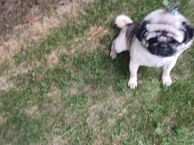 Male Pug dog 5½ years old in Monaghan