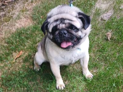 Male Pug dog 5½ years old in Monaghan