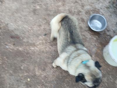 Male Pug dog 5½ years old in Monaghan