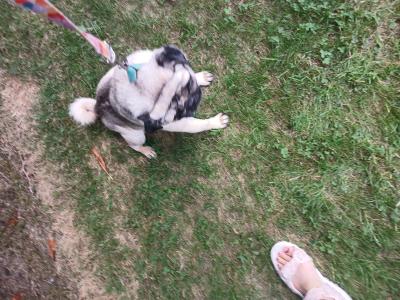 Male Pug dog 5½ years old in Monaghan