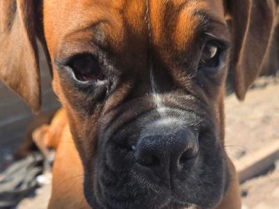 ONLY ONE MALES LEFT IKC Registered (pending) Premium Chunky Boxer puppies in Cork
