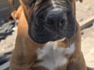 ONLY TWO MALES LEFT IKC Registered (pending) Premium Chunky Boxer puppies in Cork