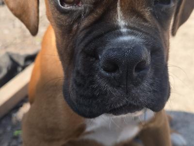 ONLY ONE MALES LEFT IKC Registered (pending) Premium Chunky Boxer puppies in Cork