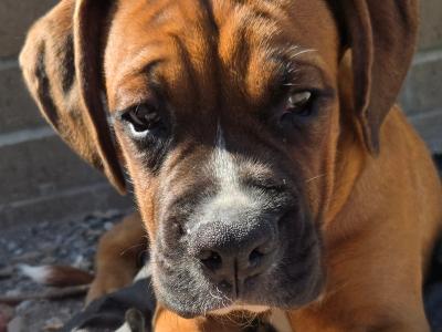ONLY ONE MALES LEFT IKC Registered (pending) Premium Chunky Boxer puppies in Cork