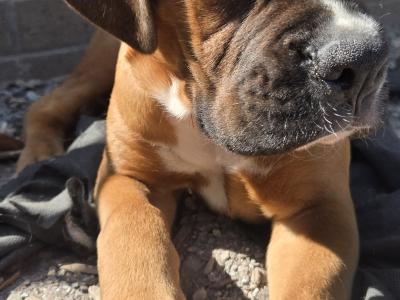 ONLY ONE MALES LEFT IKC Registered (pending) Premium Chunky Boxer puppies in Cork