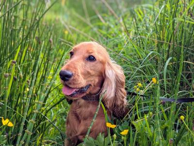 Once off pedigree litter of Golden Cocker Spaniels