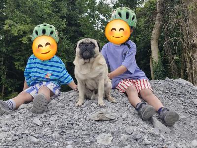 Purebred Pug Available in Galway