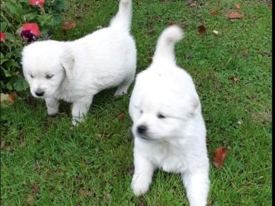 Purebred Golden Retriever puppies in Tipperary