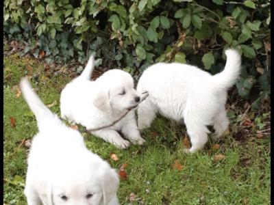 Purebred Golden Retriever puppies in Tipperary