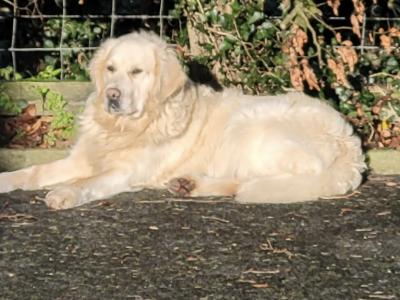 Purebred Golden Retriever puppies in Tipperary