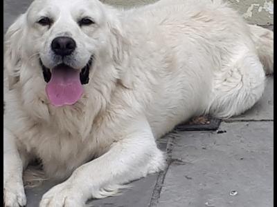 Purebred Golden Retriever puppies in Tipperary