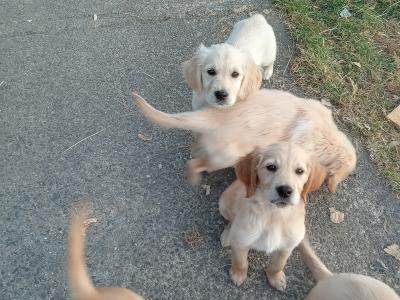 Irish Setter x Golden Retriever puppies 4 months old in Wexford