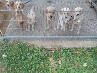 Irish Setter x Golden Retriever puppies 4 months old in Wexford