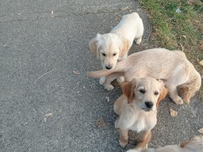 Irish Setter x Golden Retriever puppies 4 months old in Wexford