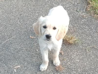 Irish Setter x Golden Retriever puppies 4 months old in Wexford