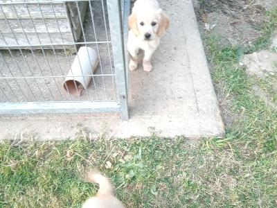 Irish Setter x Golden Retriever puppies 4 months old in Wexford
