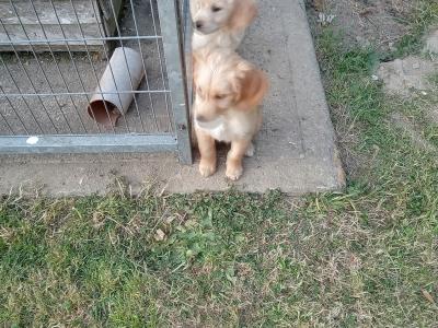 Irish Setter x Golden Retriever puppies 4 months old in Wexford
