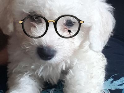 Beautiful Bichon Frise puppies male & female in Dublin. Parent are family pets