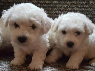 Beautiful Bichon Frise puppies male & female in Dublin. Parent are family pets