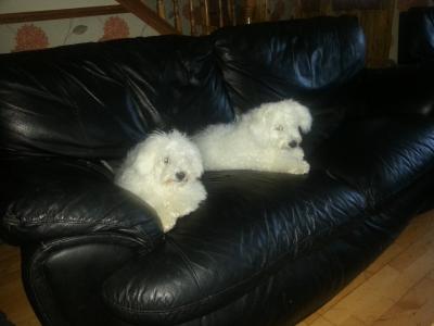 Beautiful Bichon Frise puppies male & female in Dublin. Parent are family pets