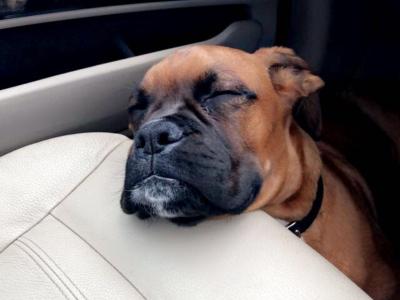 Beautiful Boxer Dog for stud with Outstanding Blood Line, in Wexford
