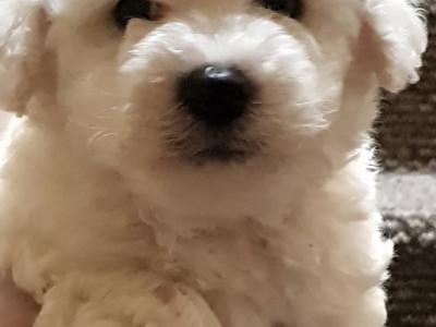 Beautiful Bichon Frise puppies male & female in Dublin. Parent are family pets