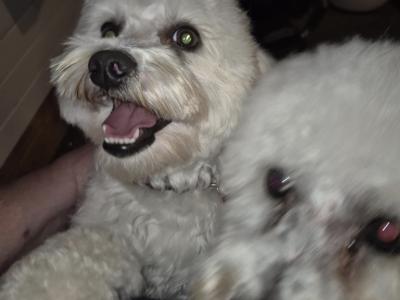 Beautiful Bichon Frise puppies male & female in Dublin. Parent are family pets