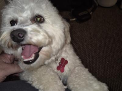 Beautiful Bichon Frise puppies male & female in Dublin. Parent are family pets