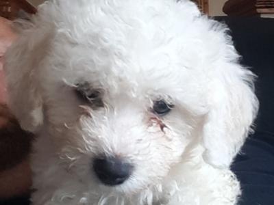 Beautiful Bichon Frise puppies male & female in Dublin. Parent are family pets