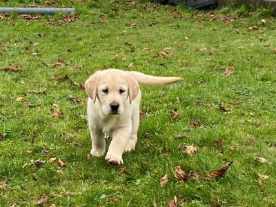 Female Goldador puppy (Golden Retriever x Labrador) in Monaghan