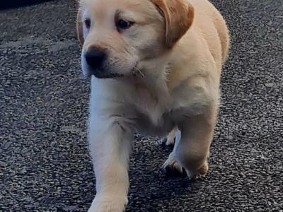 Female Goldador puppy (Golden Retriever x Labrador) in Monaghan