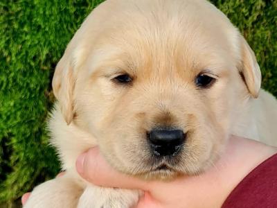 Female Goldador puppy (Golden Retriever x Labrador) in Monaghan