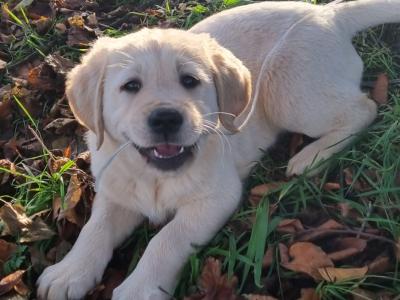 Female Goldador puppy (Golden Retriever x Labrador) in Monaghan