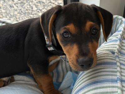 Male Dachshund x Jack Russell puppy in Westmeath