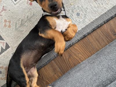 Male Dachshund x Jack Russell puppy in Westmeath