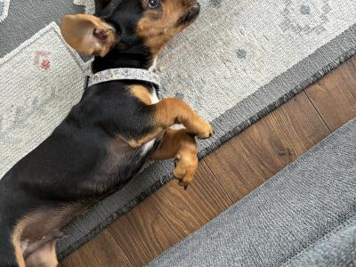 Male Dachshund x Jack Russell puppy in Westmeath