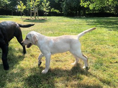 IKC Registered Labrador puppies in Kilkenny