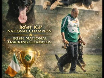 IGP national champion🇮🇪 IKC Registered Straigh Back German Shepherd Intelligent puppies