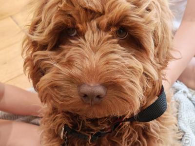 Loving 5 month old male Cockapoo puppy in Wexford is looking for a family home