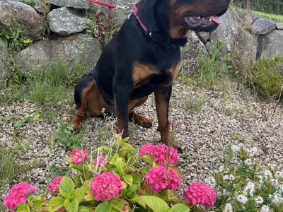 IKC Registered male Rottweiler puppy 10 months old in Mayo. Obedience 101, good House Trained