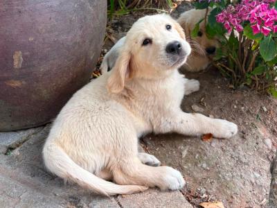 IKC Registered Golden Retriever puppies in Wexford