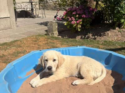 IKC Registered Golden Retriever puppies in Wexford