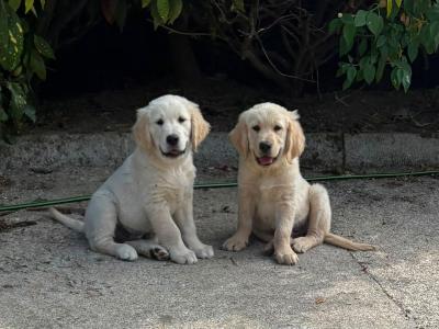 IKC Registered Golden Retriever puppies in Wexford