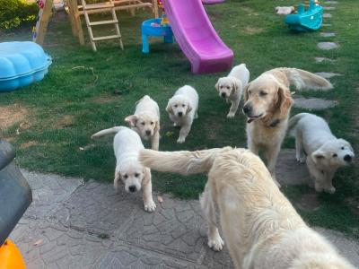 IKC Registered Golden Retriever puppies in Wexford